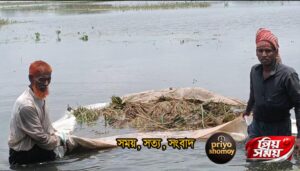 কিশোরগঞ্জের হোসেনপুরে তলিয়ে গেছে ৩শ হেক্টর জমির পাকা ধান