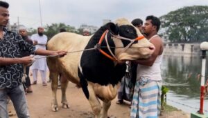 কুমিল্লার মুরাদনগরে হাটে ক্রেতা মেলেনি ৭ লাখ টাকার গরুর, দিনশেষে বাড়ি ফিরল হতাশ খামারি