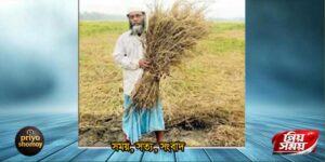 তাড়াশে কারেন্ট পোকার ভয়াবহ আক্রমণ: ফলন শূন্যের কোঠায়, কৃষকের মাথায় হাত