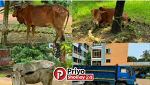 তাড়াশে ট্রাকসহ চোরাই গরু উদ্ধার