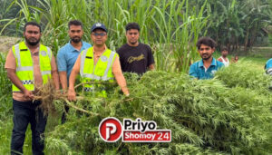 কুড়িগ্রামে মরিচ ক্ষেতে গাঁজার চাষ, ১০ ফুট উচ্চতার গাঁজা গাছ জব্দ