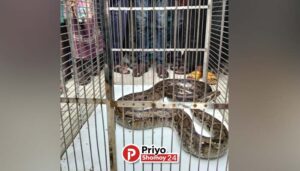 শ্যামনগরে একটি দোকানের ভিতর থেকে বড় অজগর সাপ উদ্ধার
