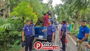 কুড়িগ্রামে সুপারি বাগানে গাঁজা, ৪টি গাছ জব্দ