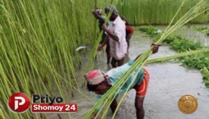 চাঁদপুরে সোনালি আঁশে ভাল ফলনে উচ্ছ্বসিত কৃষক