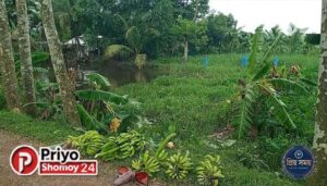 আমতলীতে প্রতিহিংসা: রাতের আঁধারে কাটা হলো ৫০ কলাগাছ