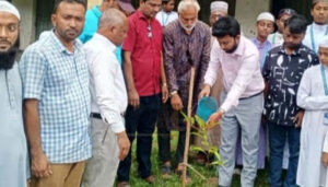 আনন্দ টিভির পরিচালকের জন্মদিন উপলক্ষে বৃক্ষরোপণ কর্মসূচি পালিত