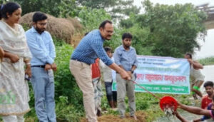 তাড়াশে চলনবিলে উন্মুক্ত নার্সারিতে পোনা মাছ অবমুক্ত
