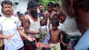 কুড়িগ্রামে অজগর সাপ উদ্ধার, এলাকাজুড়ে চাঞ্চল্য