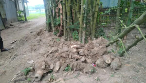 গাইবান্ধা সদরের বল্লমঝাড়ে জমি দখল ও বাঁশ কাটার অভিযোগে থানায় অভিযোগ