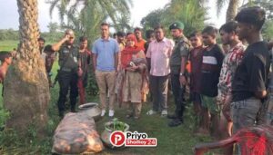 সান্তাহারে পুকুর থেকে তিন মন রাক্ষুসে পিরানহা মাছ জব্দ, দুই চাষীকে জরিমা-না